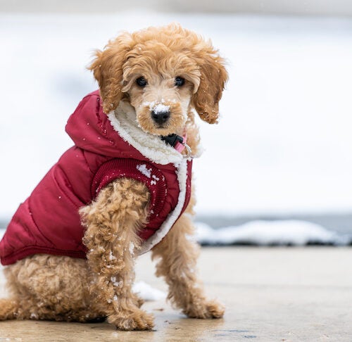 Does My Dog Need A Winter Coat, Insulated Winter Dog Coats