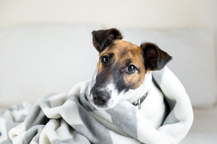 Smooth fox terrier puppy in cozy blanket. Cute little dog in throw plaid lying in bed at home