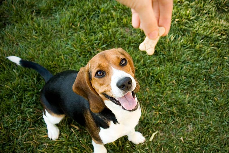Positive Rewards Dog Training Tips