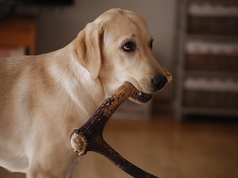 Are Antlers Safe for Dogs?