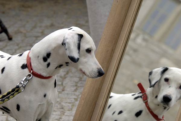 Do Dogs Have Self-Awareness?