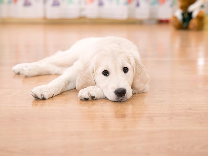 What Is The Best Flooring For Dogs And, Pet Proof Hardwood Floors