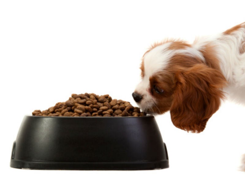 how to add fiber to dog food