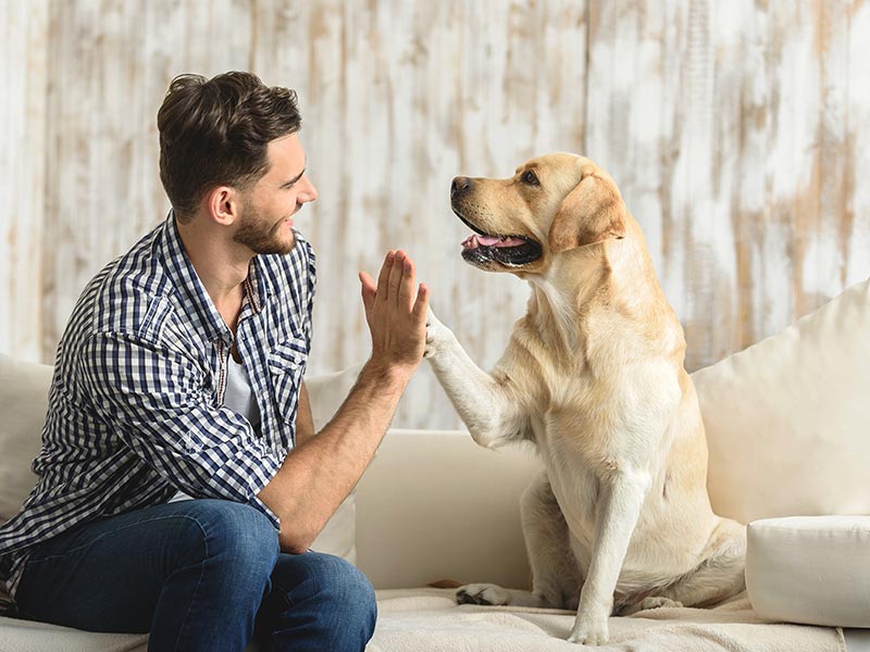 How to Teach a Dog High Five  