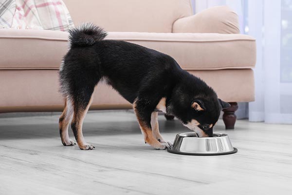 Can Dogs Eat Ham? - American Kennel Club
