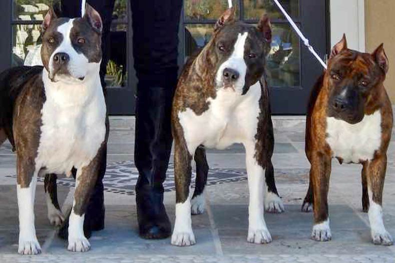 can you register a pitbull with akc