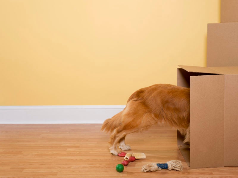 Why Does My Dog Hide Things? Reasons Why Your Dog Is Hiding Items