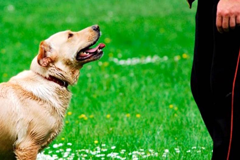 can you teach a dog to poop on command