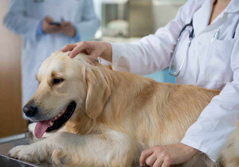 Canine Health Foundation Awards 6 Research Grants to Improve Dog Health –  American Kennel Club