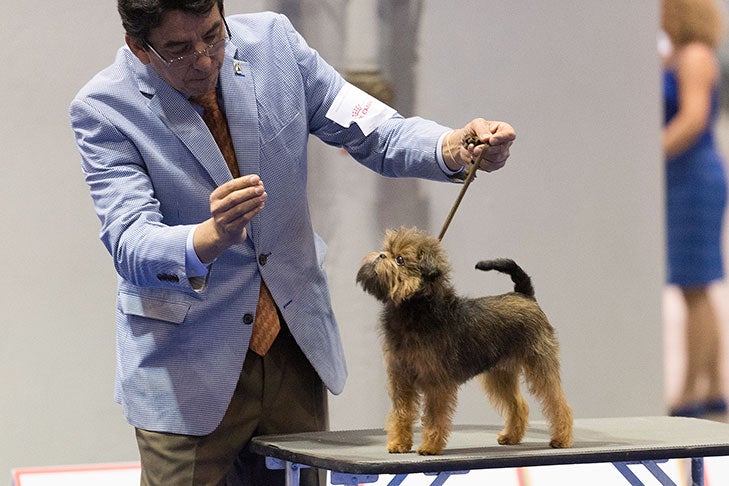 A Brussels Griffon standing stacked on a table; 2017 AKC National Championship presented by Royal Canin, Orlando, FL.