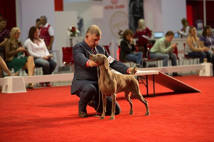 Best in Stakes and National All-Breed Puppy and Junior Stakes Best of Breed: GCH CH Unity's Maid An Entrance CGC, Weimaraner; Best in Stakes judging for the National All-Breed Puppy and Junior Stakes at the 2017 AKC National Championship presented by Royal Canin, Orlando, FL.