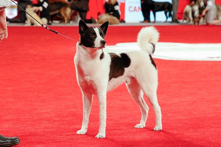 Best of Breed: GCHS CH Pleasant Hill Avram Of Carters Creek (Avi), Canaan Dog; 2017 AKC National Championship presented by Royal Canin, Orlando, FL.