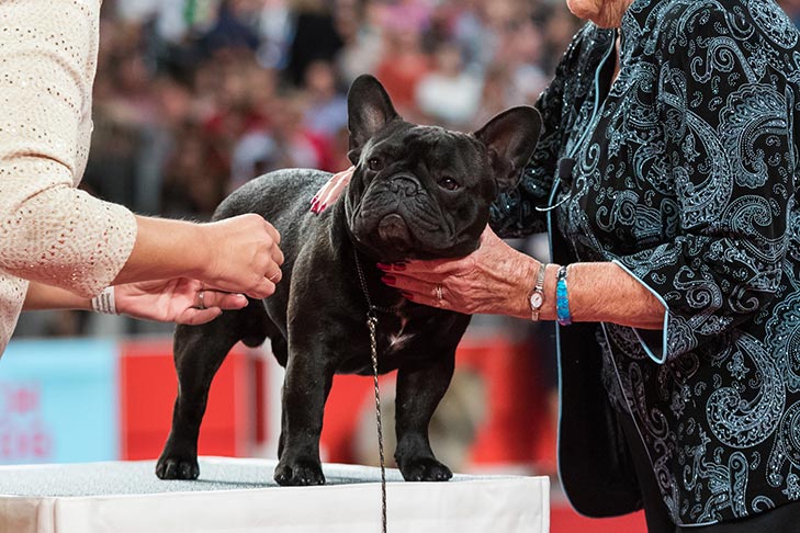 Reserve Best In Show American Kennel Club
