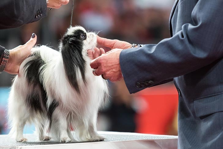 Best of Breed: GCHS CH Fabel-Mi Lucky Star, Japanese Chin; Toy Group judging at the 2017 AKC National Championship presented by Royal Canin, Orlando, FL.