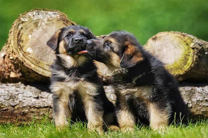 German-shepherd-puppies-licking-header