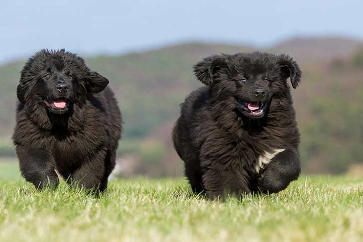 Two-Newfoundland-puppies-running-outside-header
