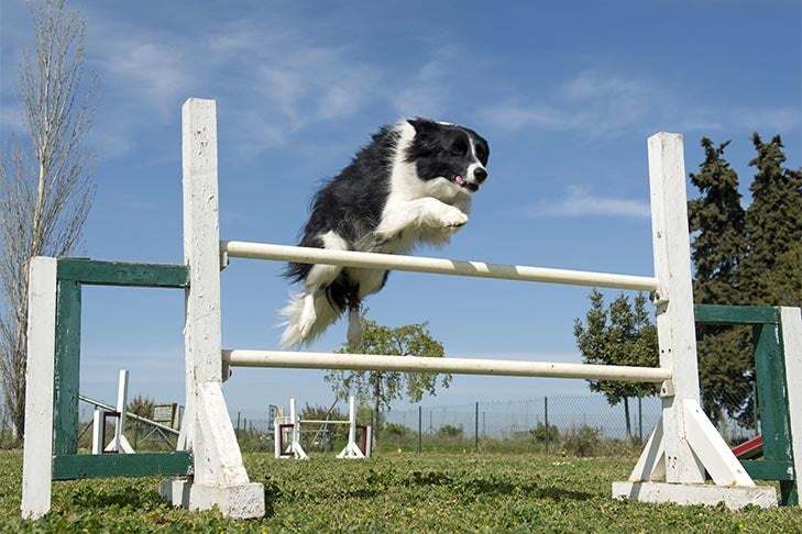 Border Collie leaping over an agility pole.
