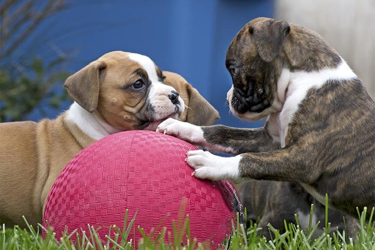 Three Boxer puppies playing with a big rubber ball outdoors.