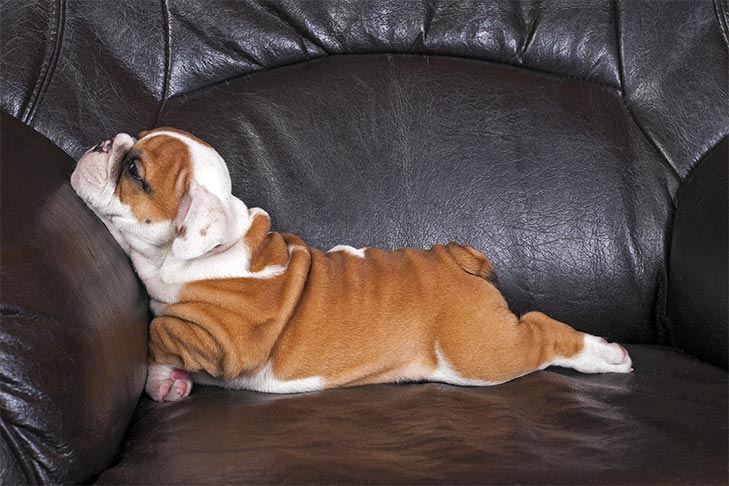 How Much Do Puppies Sleep? Here'S What To Know