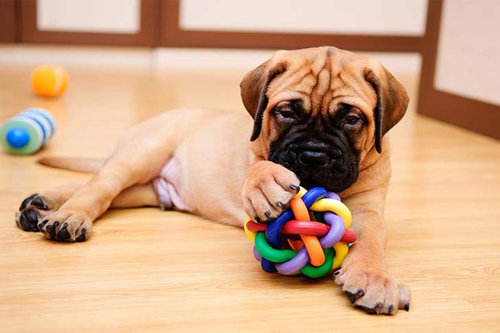 Bullmastiff puppy at home with a ball toy.