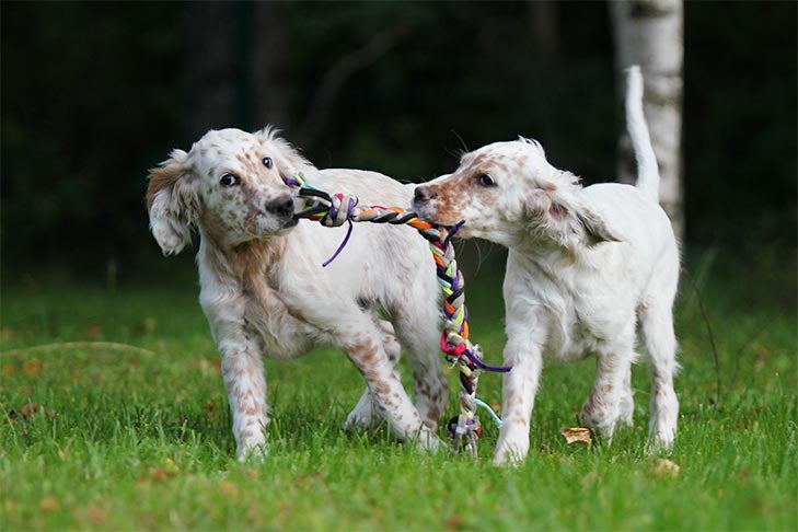 Two English Setter puppies playing with a rope outdoors.
