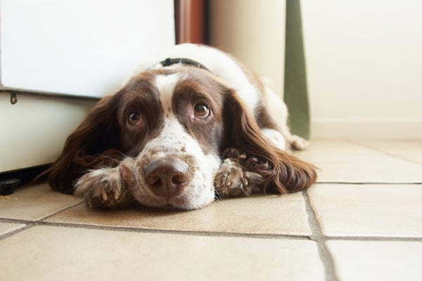 english-springer-spaniel-looking-guilty-on-floor-body