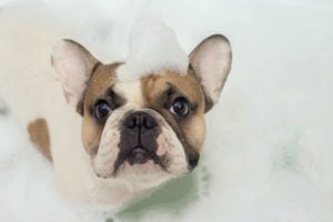 french bulldog in the bath