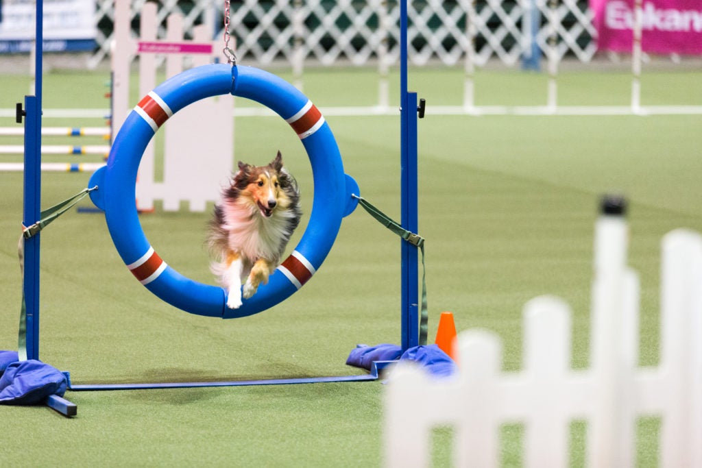 Agility Competition Tire Jump