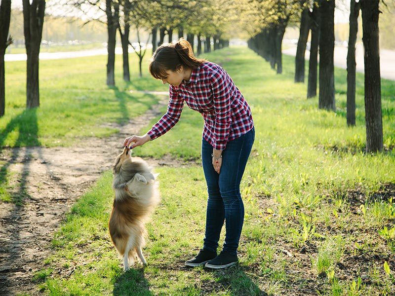 What Not to Do When Training A Dog: Dog Training Mistakes