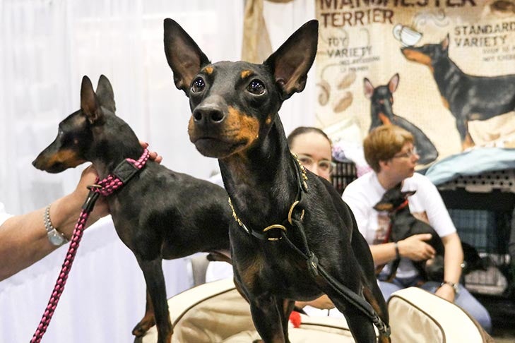 Toy Manchester Terriers at the AKC Meet the Breeds during the 2016 AKC National Championship presented by Royal Canin, Orlando, FL.
