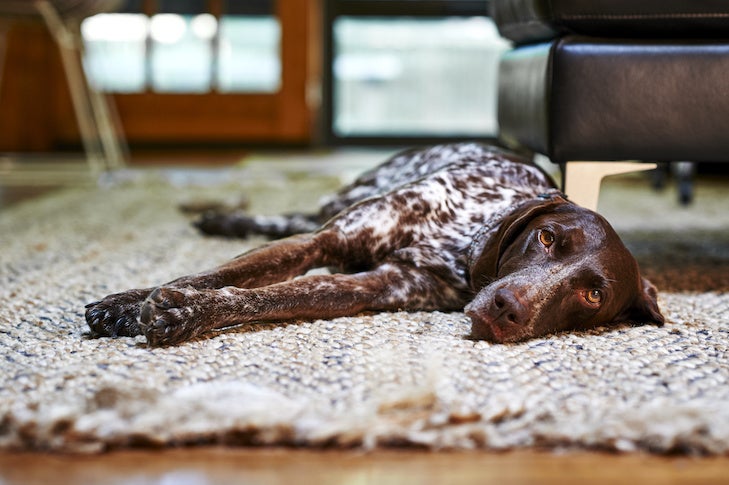 German Shorthaired Pointer laying down on the rug indoors.