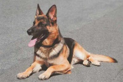 GermanShepherd k9 officer