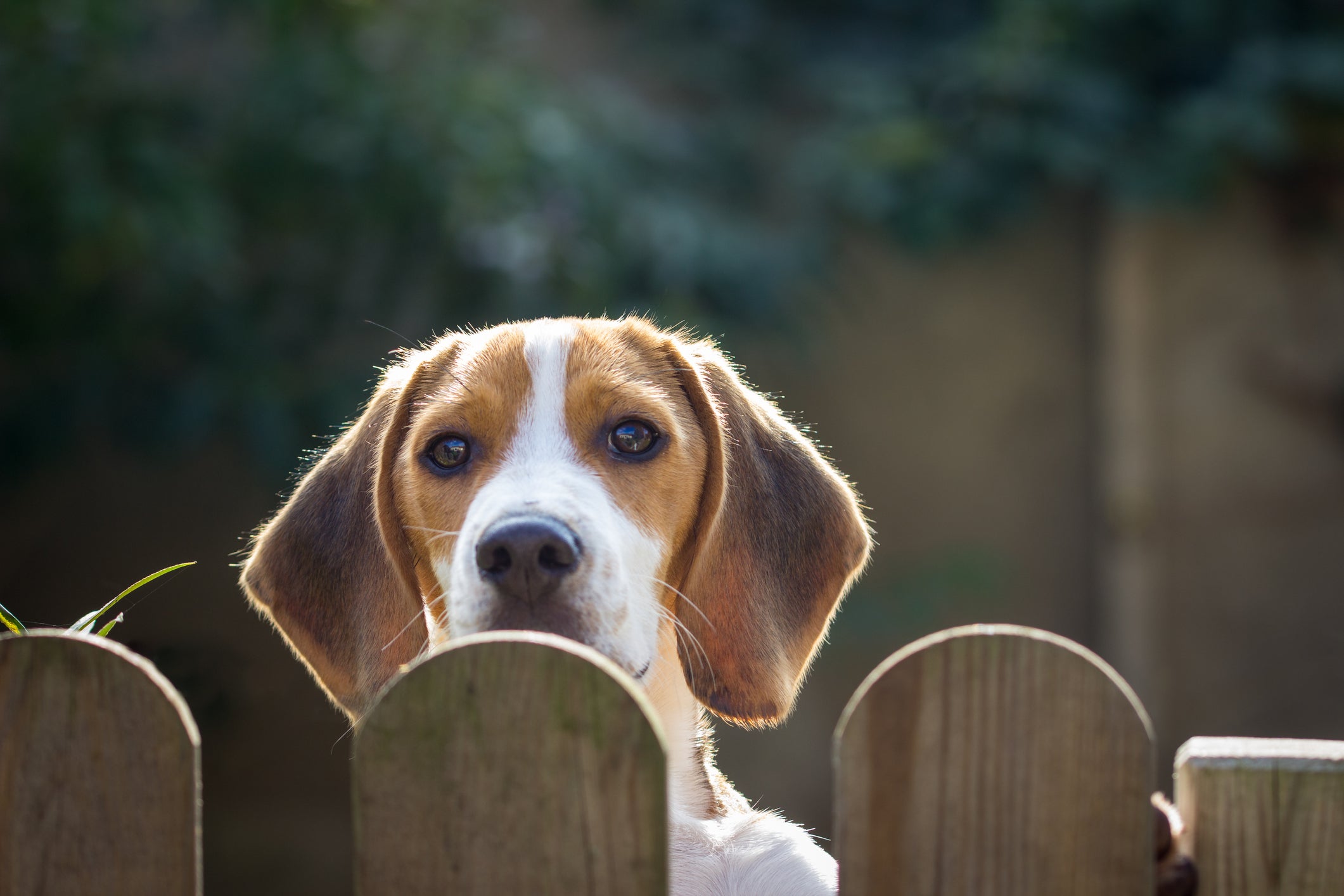 How to Keep a Dog From Escaping the Yard — Check out These Tips