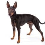 Toy Manchester Terrier standing in three-quarter view