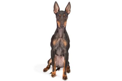 Toy Manchester Terrier sitting facing forward.