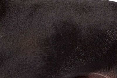 Toy Manchester Terrier coat detail.