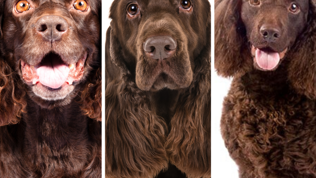 Dog Breed Quiz: Can You Tell These Dog Breeds Apart?