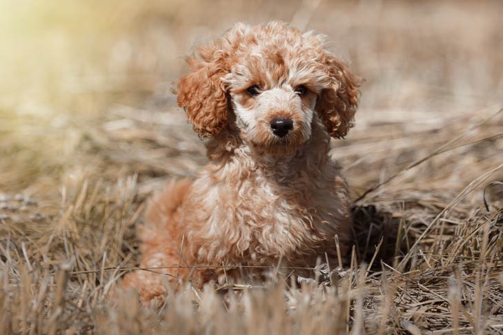 karton billede legemliggøre Poodle (Toy) - Dog Breed Information - American Kennel Club