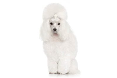 Toy Poodle Profile: Health Issues, Size, and Care