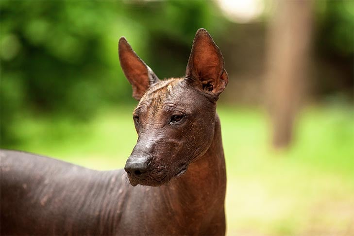 Xoloitzcuintlis: 10 Fun Facts About These Ancient Mexican Hairless Dogs