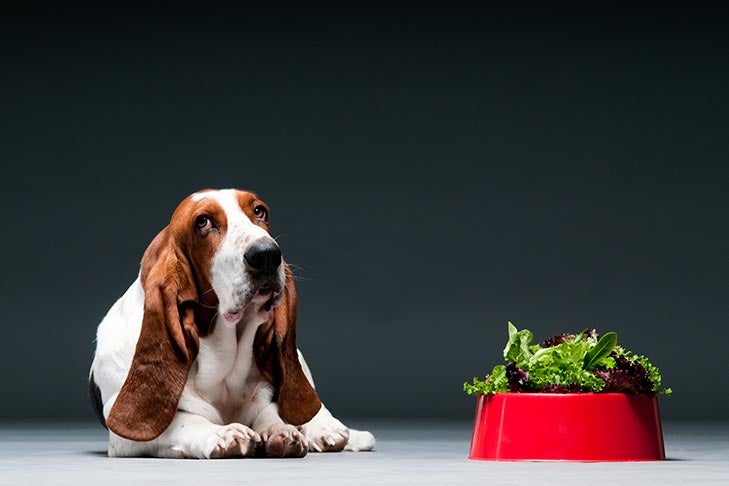 Can Dogs Eat Lettuce?  
