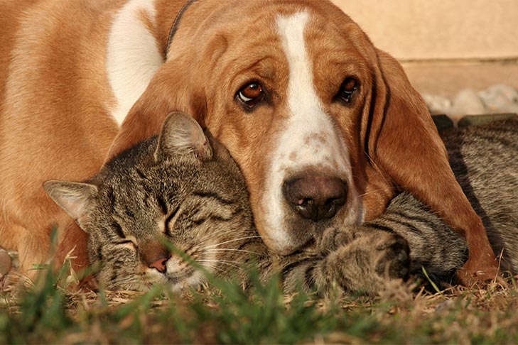 Dogs That Are Good With Cats: Breeds That Tend to Do Well With Felines