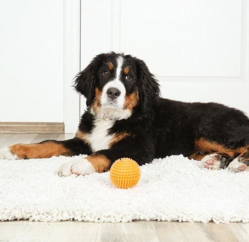 https://www.akc.org/wp-content/uploads/2018/04/bernese-mountain-dog-on-rug-with-toy-500x486.jpg