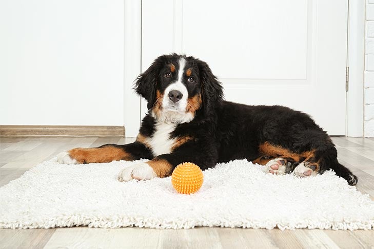 https://www.akc.org/wp-content/uploads/2018/04/bernese-mountain-dog-on-rug-with-toy.jpg
