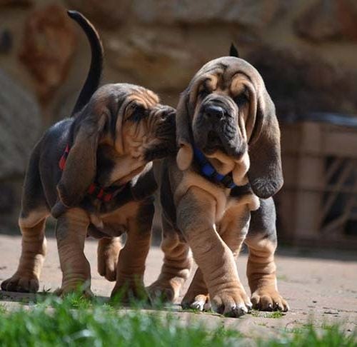 9 Bloodhound Videos to Rejuvenate Your Soul After a Long Work Week