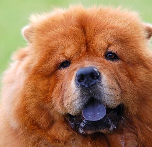 Do Chow Chows Have Tongues? – Kennel Club