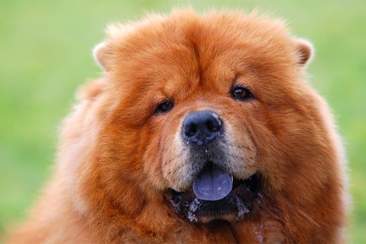Outdoor Chow Chow portrait with its tongue out.