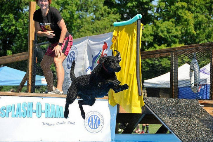 curly-coated-retrievers-dock-diving