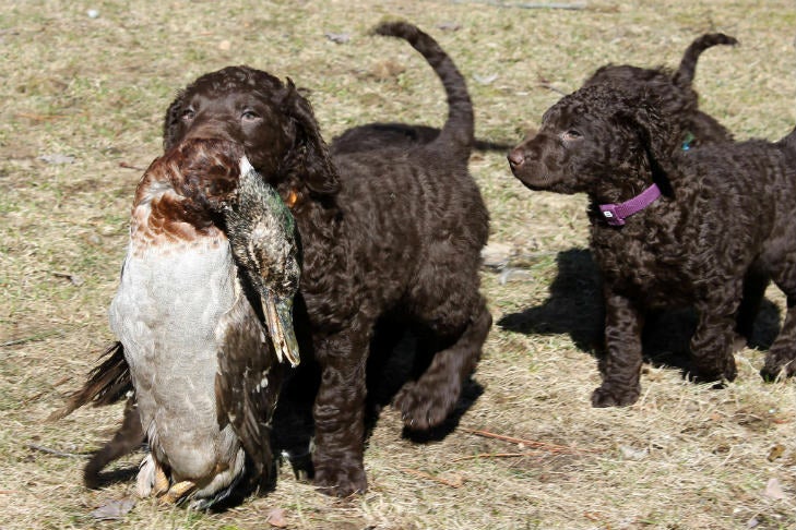 curly-coated-retrievers-hunting