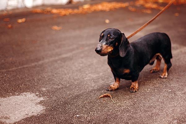 dachshund-leashed-body